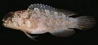 Stout jawfish (Opistognathus crassus)