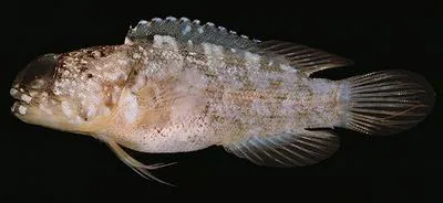 Stout jawfish (Opistognathus crassus)
