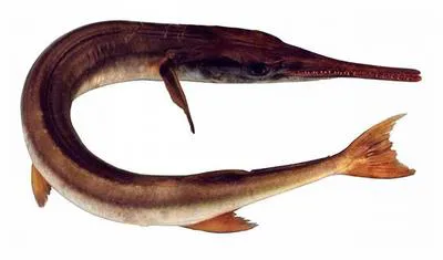 Stout longtom (Tylosurus gavialoides)