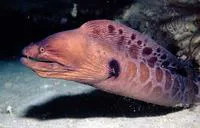 Stout moray (Muraena robusta)