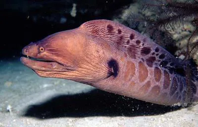 Stout moray (Muraena robusta)
