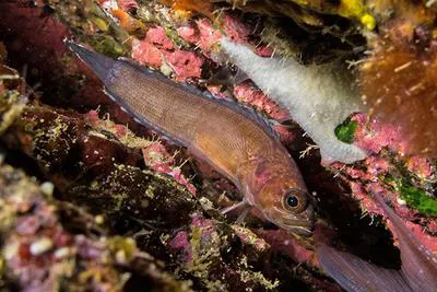 Stout rockfish (Acanthoclinus marilynae)