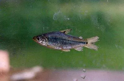 Stout sardine (Steindachnerina argentea)