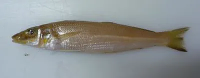 Stout sillago (Sillago robusta)