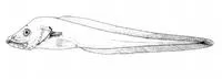 Stout slipskin (Lycodapus pachysoma)