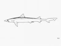 Straight-tooth weasel shark (Paragaleus tengi)