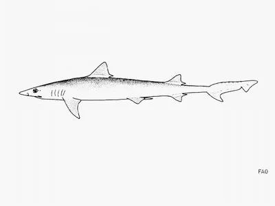 Straight-tooth weasel shark (Paragaleus tengi)