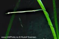 Straightnose pipefish (Nerophis ophidion)
