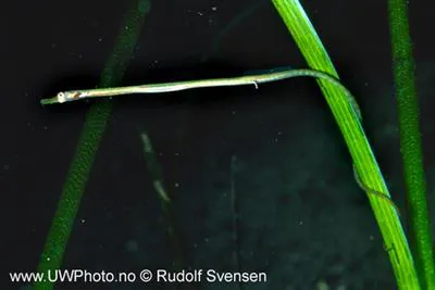 Straightnose pipefish (Nerophis ophidion)