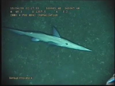 Straightnose rabbitfish (Rhinochimaera atlantica)
