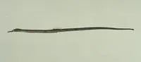 Straightstick pipefish (Trachyrhamphus longirostris)