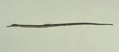 Straightstick pipefish (Trachyrhamphus longirostris)