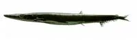 Strange pike smelt (Lestidiops mirabilis)