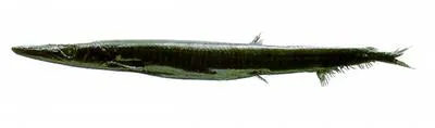 Strange pike smelt (Lestidiops mirabilis)