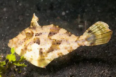 Strap-weed file-fish (Pseudomonacanthus macrurus)