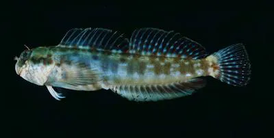 Strasburg's blenny (Entomacrodus strasburgi)