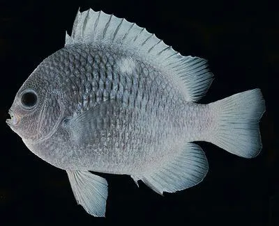 Strasburg's dascyllus (Dascyllus strasburgi)