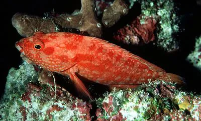 Strawberry hind (Cephalopholis spiloparaea)