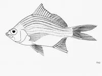 Streaked mojarra (Eugerres lineatus)