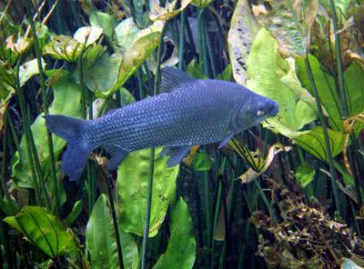 Streaked prochilod (Prochilodus lineatus)
