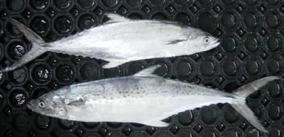 Streaked seerfish (Scomberomorus lineolatus)