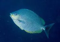 Streaked spinefoot (Siganus javus)