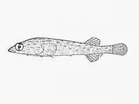 Streaky clingfish (Lissonanchus lusheri)