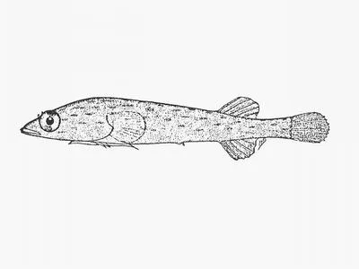 Streaky clingfish (Lissonanchus lusheri)