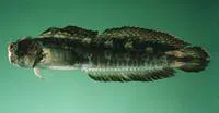 Streaky rockskipper (Istiblennius dussumieri)