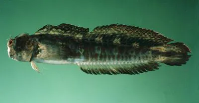 Streaky rockskipper (Istiblennius dussumieri)