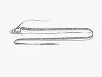 Streamer fish (Agrostichthys parkeri)