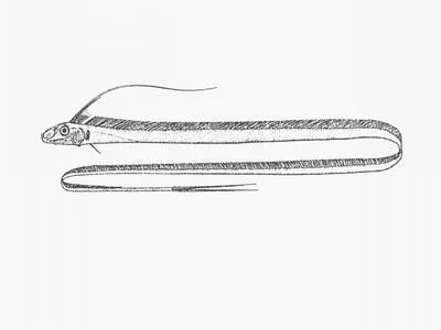 Streamer fish (Agrostichthys parkeri)