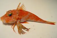 Streamer searobin (Bellator egretta)