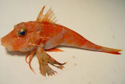 Streamer searobin (Bellator egretta)