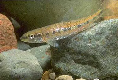 Streamline chub (Erimystax dissimilis)