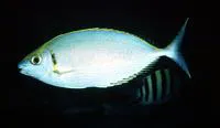 Streamlined spinefoot (Siganus argenteus)