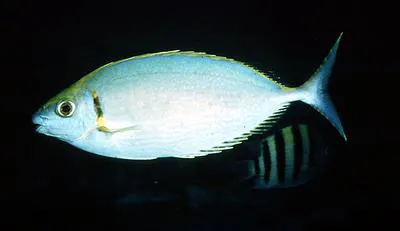 Streamlined spinefoot (Siganus argenteus)