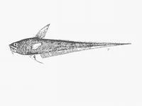 Striate whiptail (Coryphaenoides striaturus)