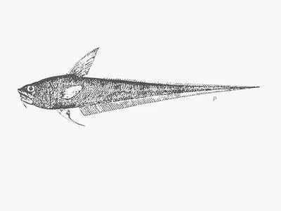 Striate whiptail (Coryphaenoides striaturus)