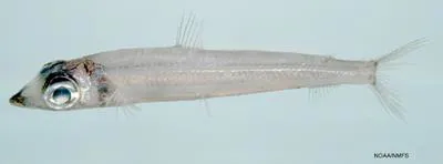 Striated argentine (Argentina striata)