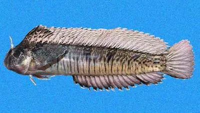 Striated blenny (Hypsoblennius striatus)