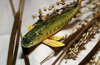 Striated darter (Etheostoma striatulum)