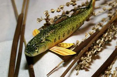 Striated darter (Etheostoma striatulum)