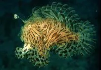 Striated frogfish (Antennarius striatus)