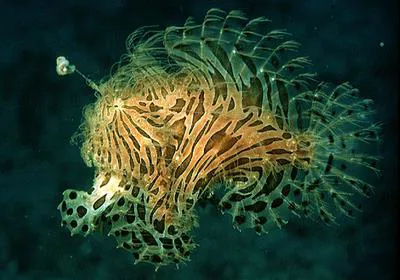 Striated frogfish (Antennarius striatus)
