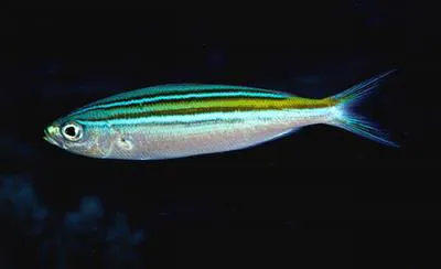 Striated fusilier (Caesio striata)