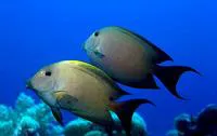 Striated surgeonfish (Ctenochaetus striatus)