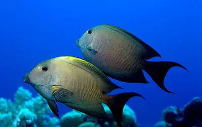 Striated surgeonfish (Ctenochaetus striatus)