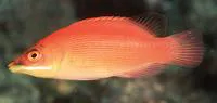 Striated wrasse (Pseudocheilinus evanidus)