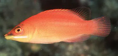 Striated wrasse (Pseudocheilinus evanidus)